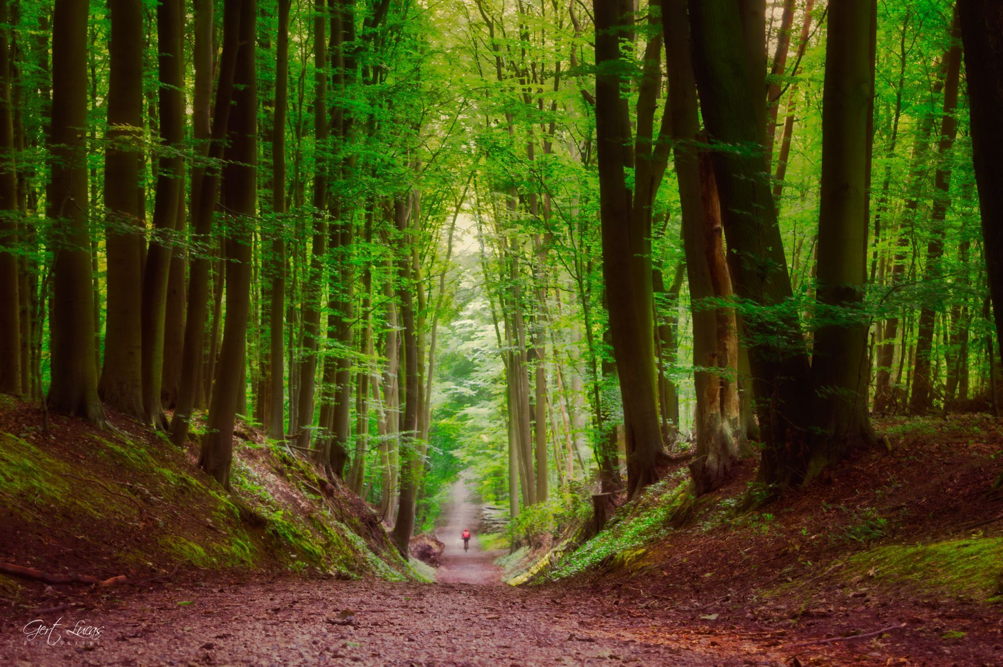 The hollow road, Belgium