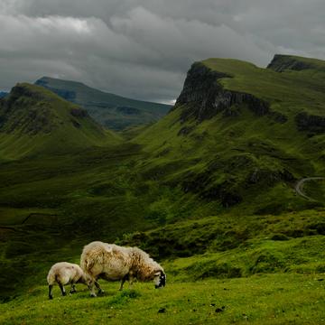 The sheep of Quiraing, United Kingdom