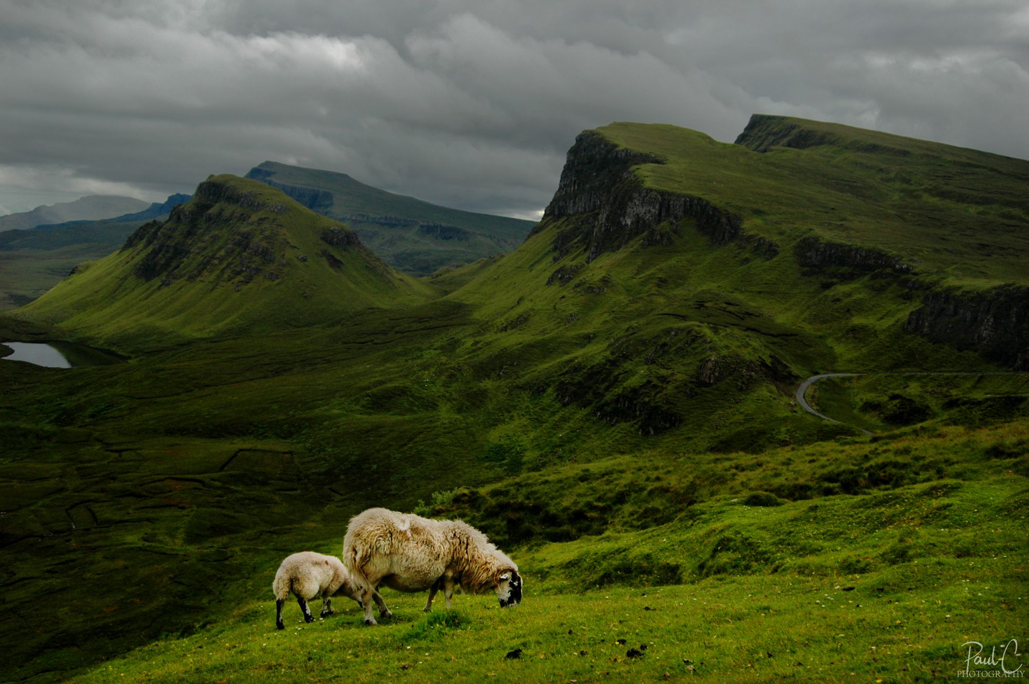 The sheep of Quiraing, United Kingdom