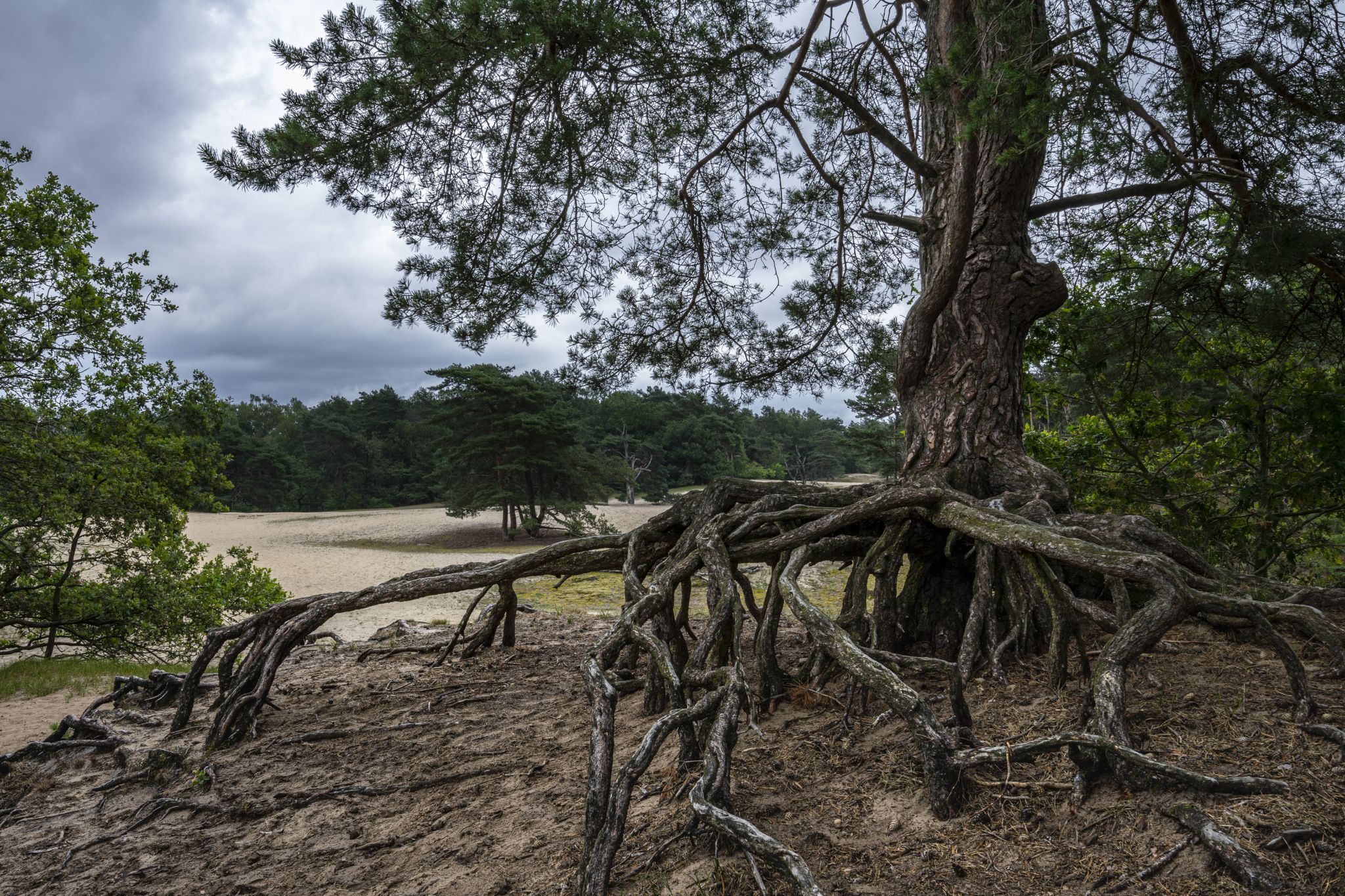 Tree Roots, Germany