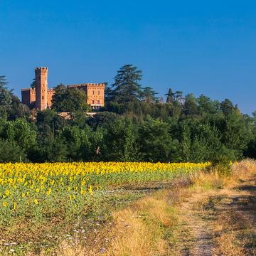 Tuscan Sunflowers, Italy