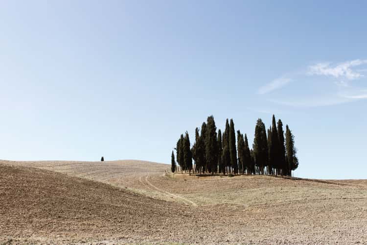 Tuscany Grove