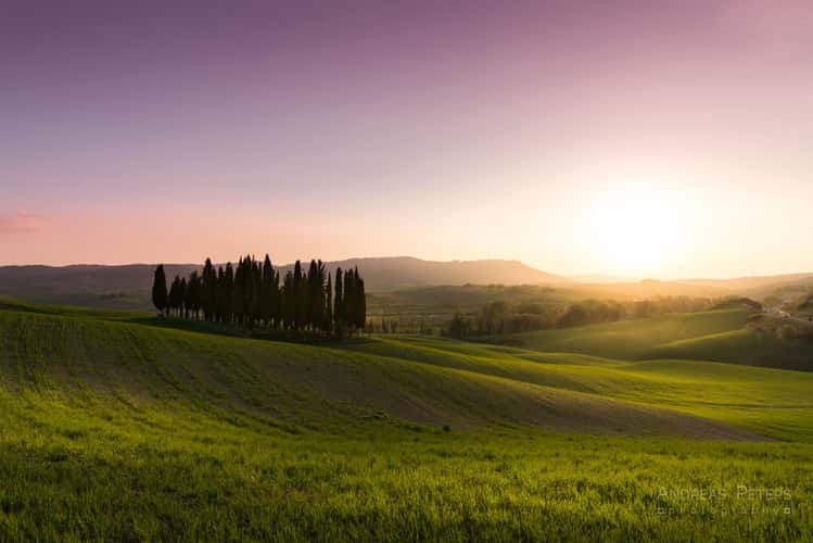 Tuscany Grove