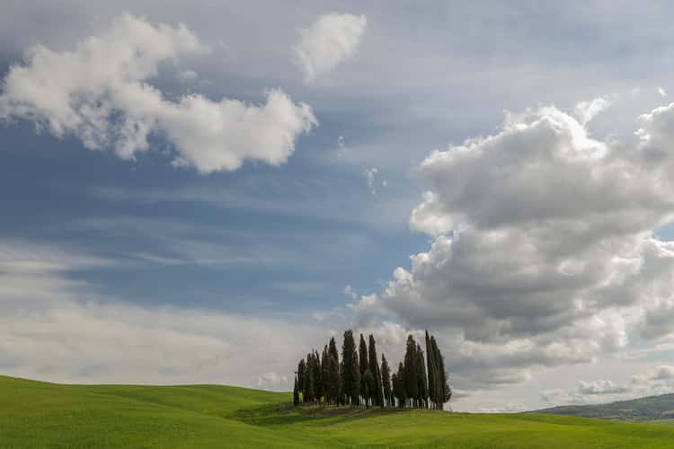 Tuscany Grove