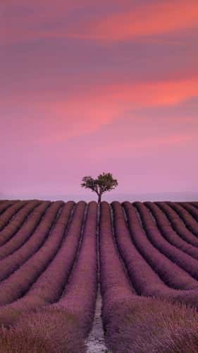 Lavender field in Valensole
