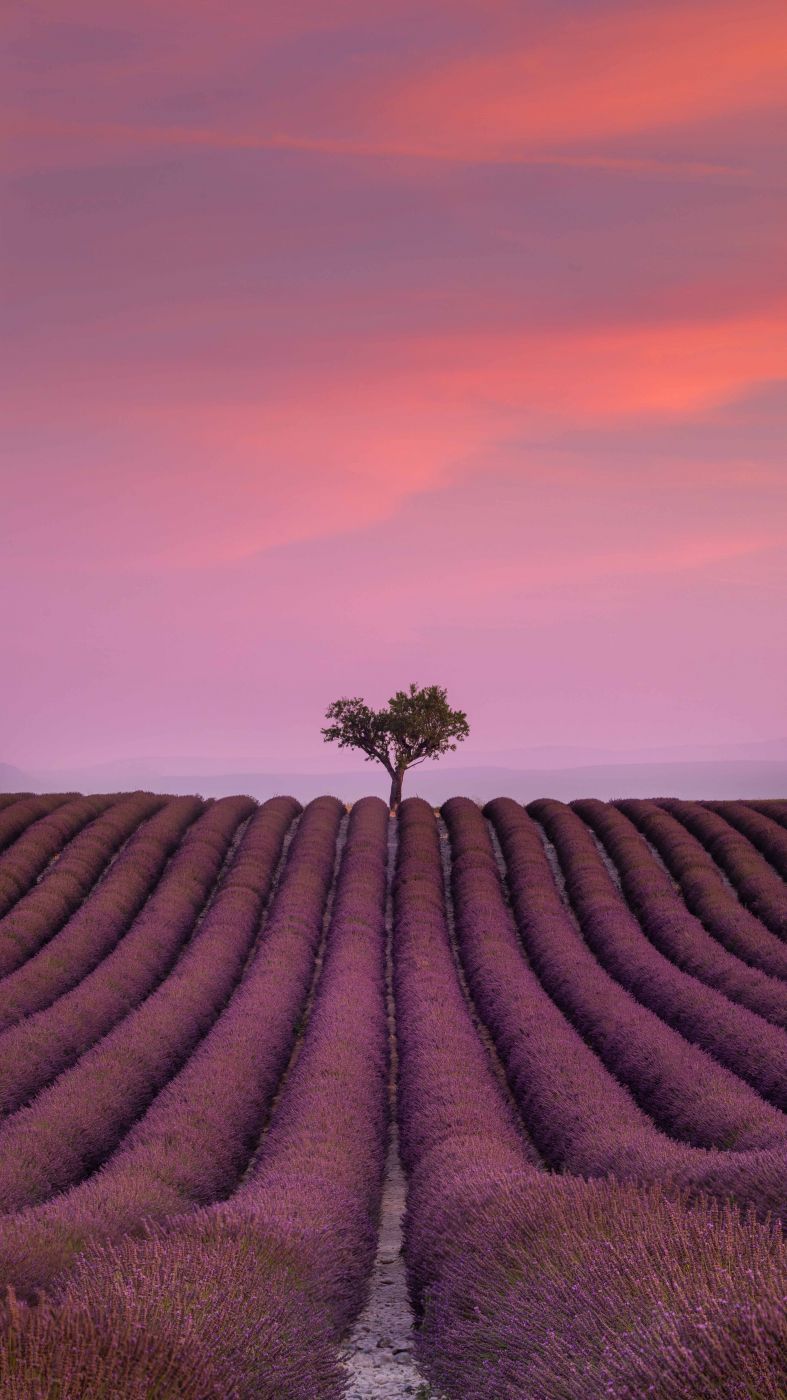 Lavender field in Valensole, France