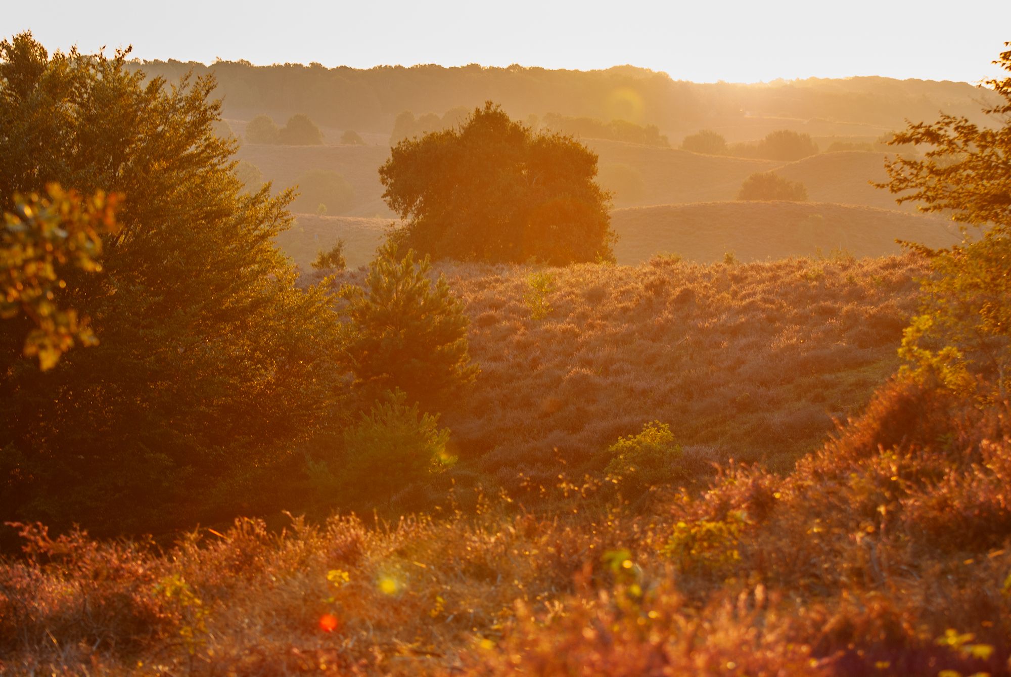 Veluwezoom sunrise seen from the Zijpenberg, Netherlands