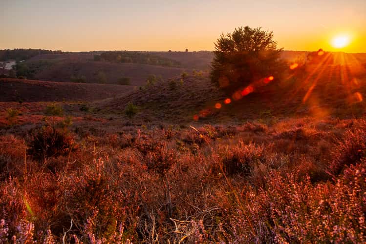 Veluwezoom sunrise seen from the Zijpenberg