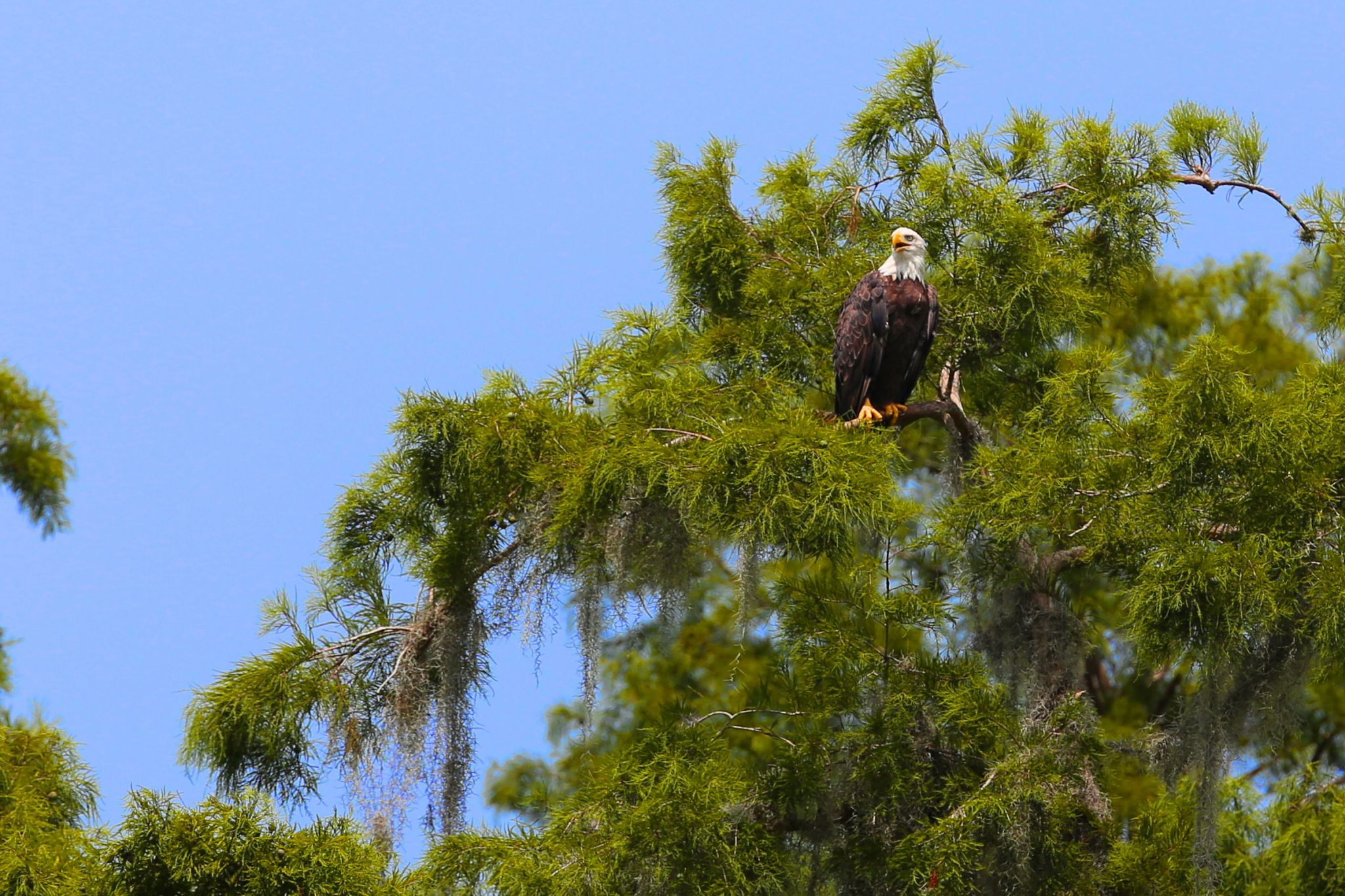 Wild Florida Gator park, USA