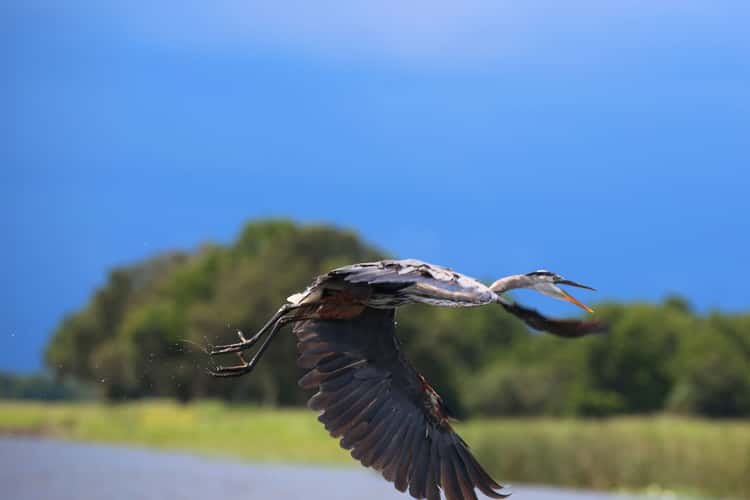Wild Florida Gator park