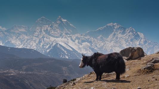 yaks and himalaya