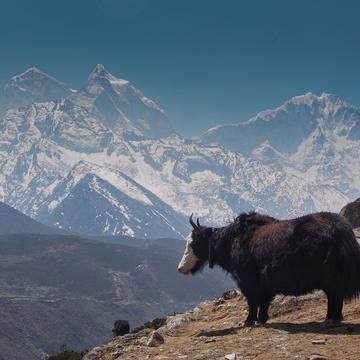 yaks and himalaya, Nepal