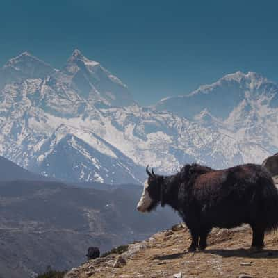 yaks and himalaya, Nepal