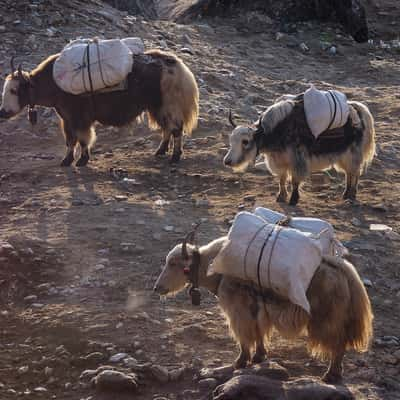 Yaks, Nepal