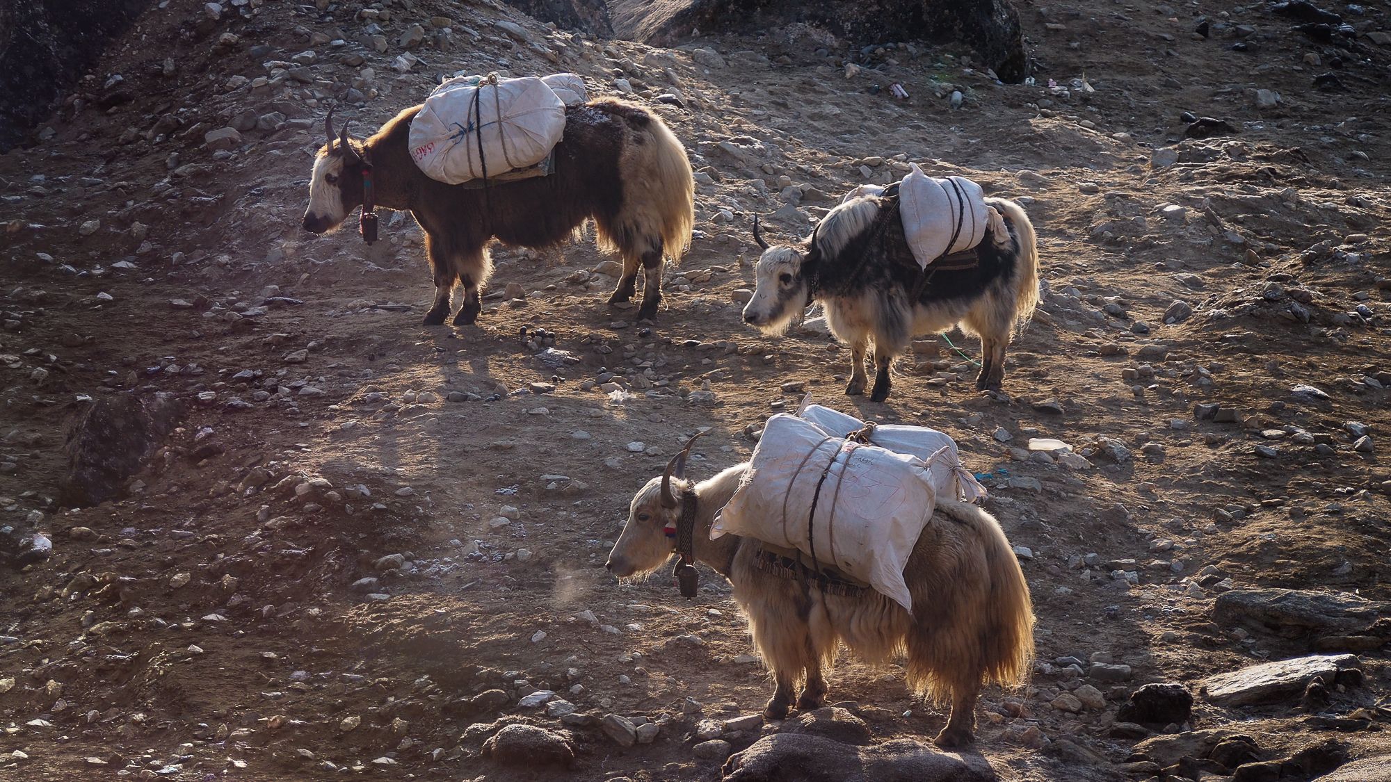 Yaks, Nepal