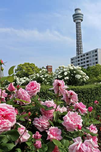 Yamashita Park