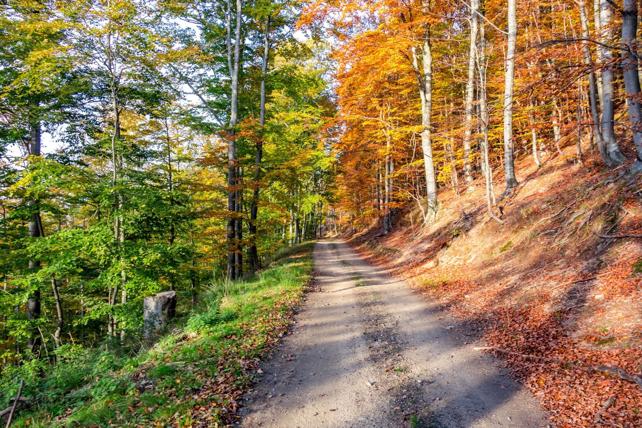 50 % Autumn, Romania