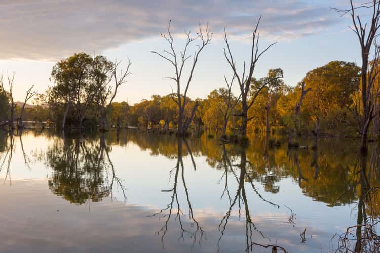 Albury Water Treatment Wetlands
