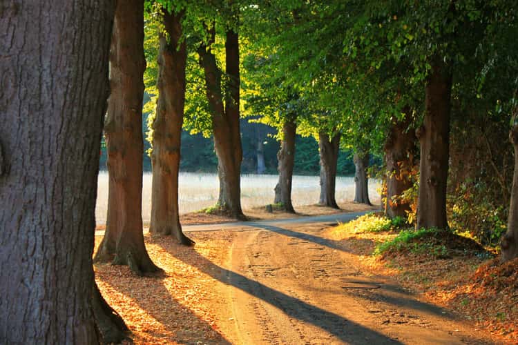 Avenue to the Fürstenberger Hof in the evening sun
