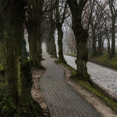 Tree avenue, Poel, Germany