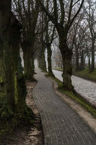 Tree avenue, Poel