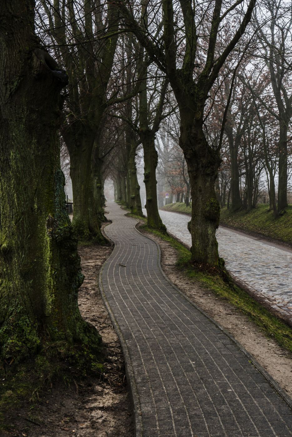 Tree avenue, Poel, Germany