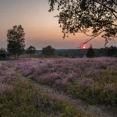 Beehive, Wilseder Berg, Germany