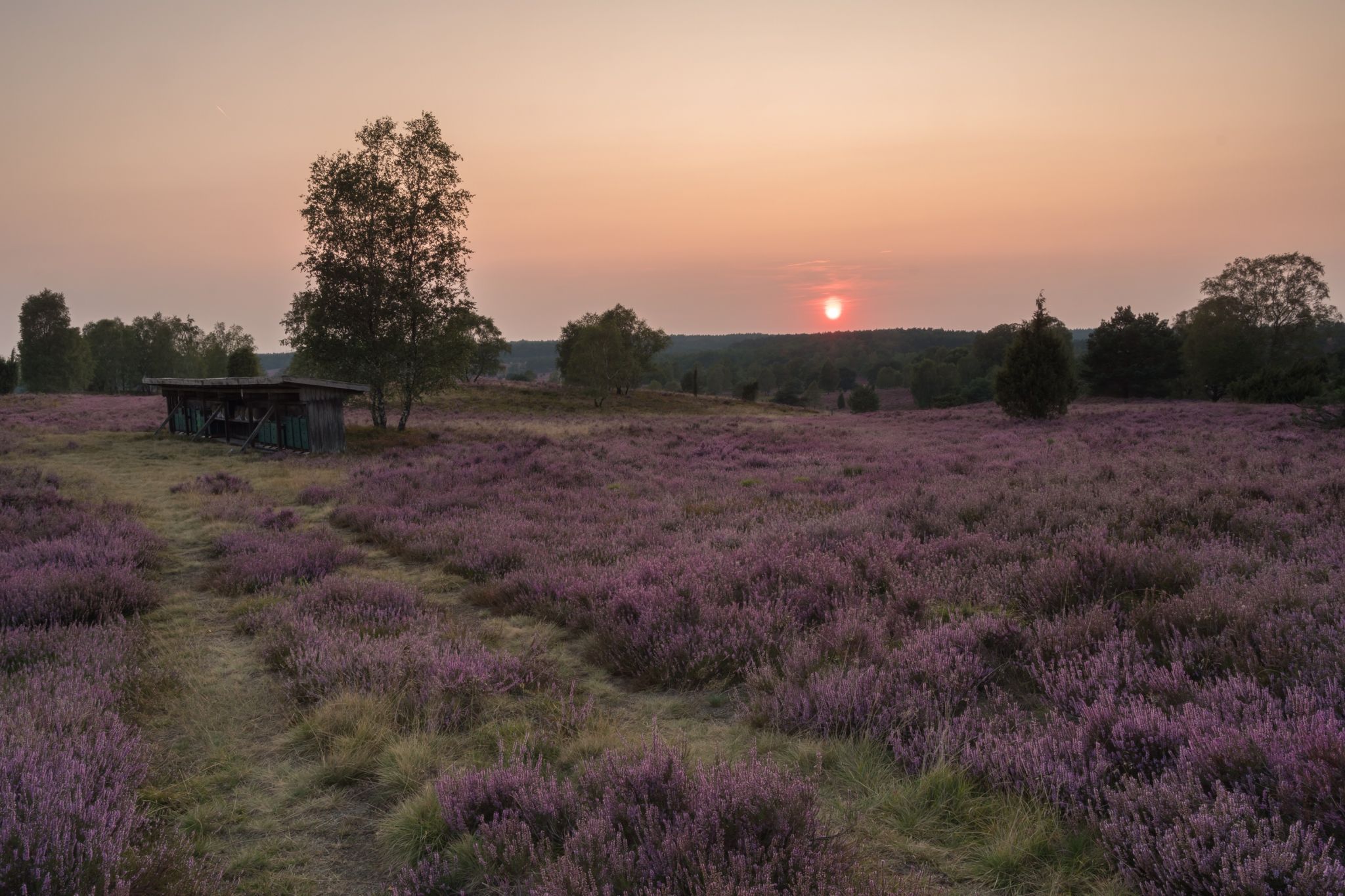 Beehive, Wilseder Berg, Germany