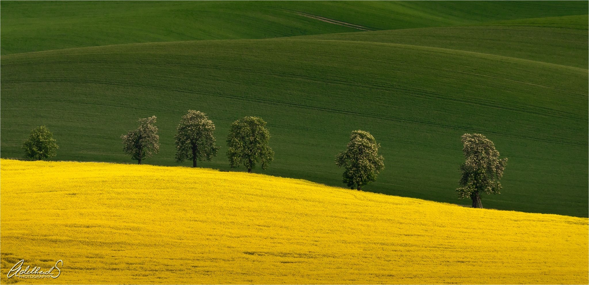Chestnuts Avenue, Moravia, Czech Republic