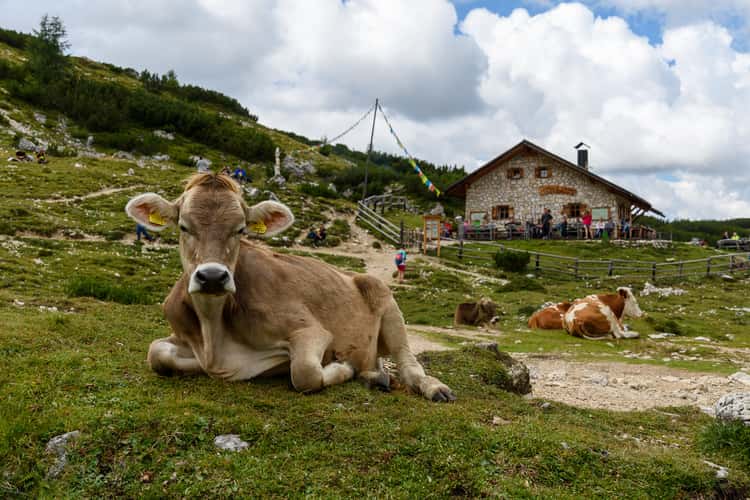 Cows at Malga Langalm under Tre Cime