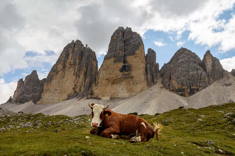 Cows at Malga Langalm under Tre Cime