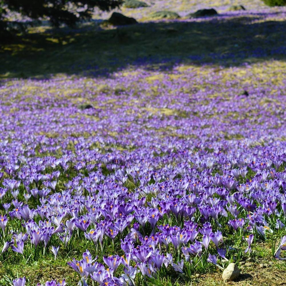 Dolina Chocholowska (Chocholowska valley), Poland