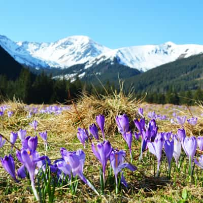 Dolina Chocholowska (Chocholowska valley), Poland