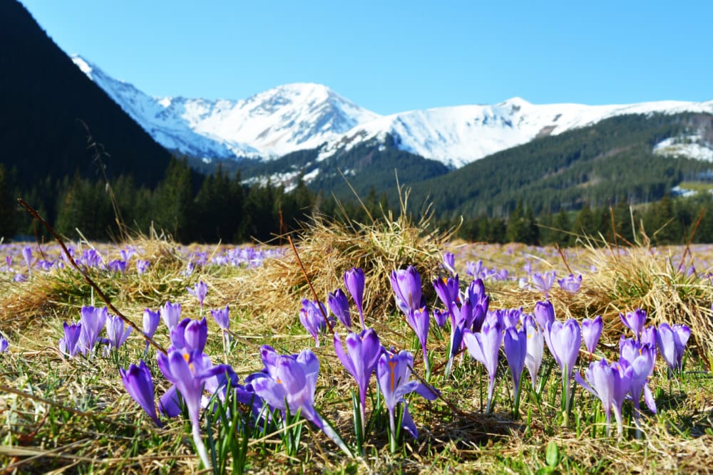 Dolina Chocholowska (Chocholowska valley), Poland