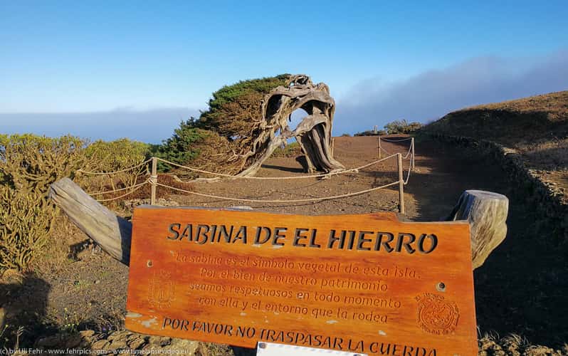 El Hierro Juniper tree