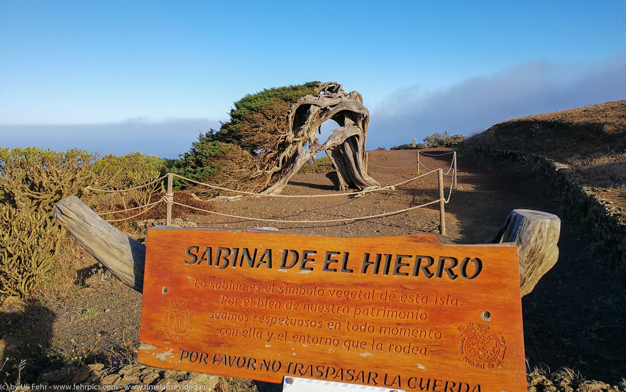 El Hierro Juniper tree, Spain