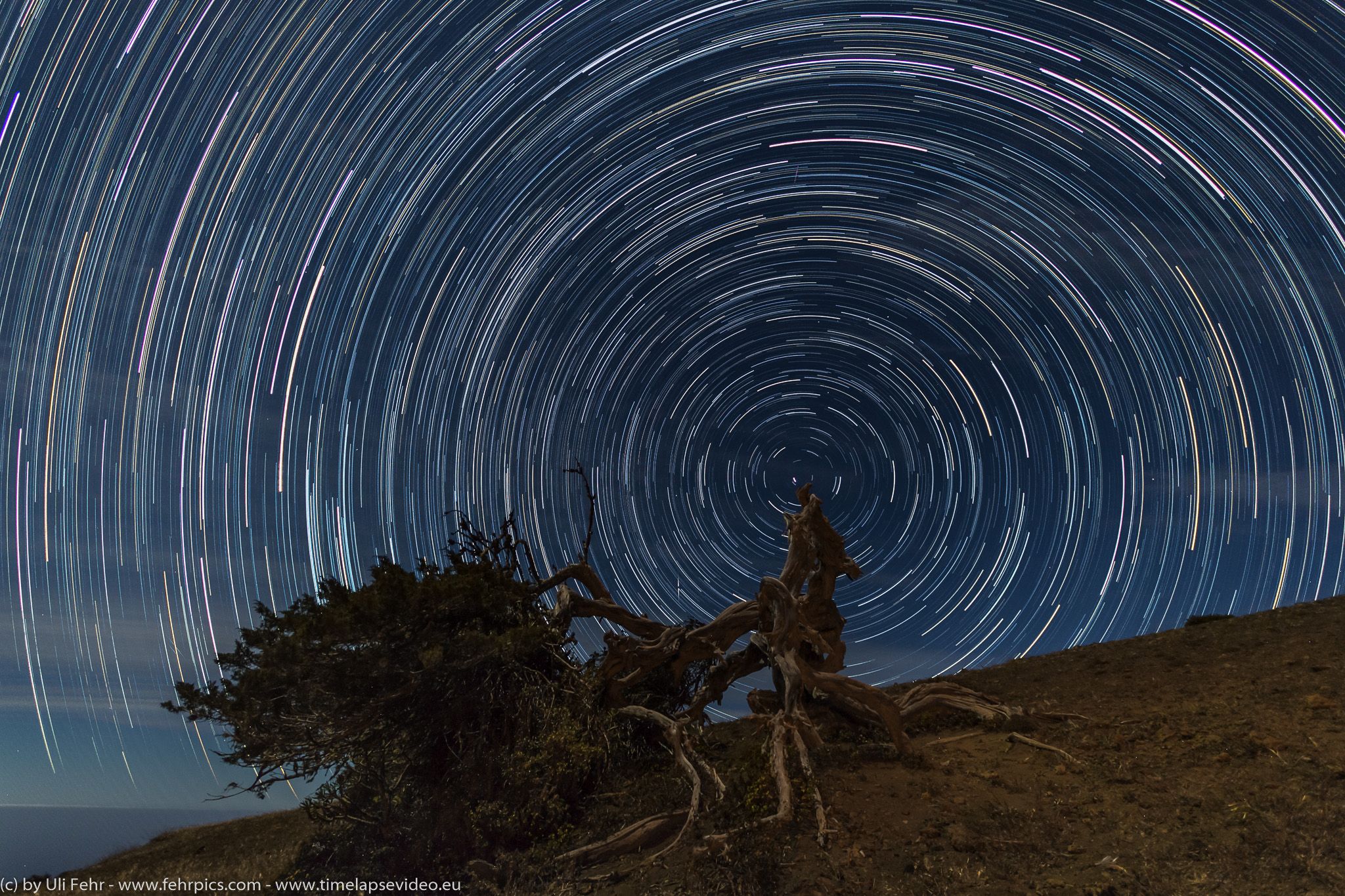 El Hierro Juniper tree, Spain