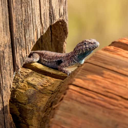 Fiery Furnace