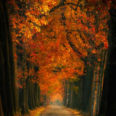 Golden Lane, Netherlands