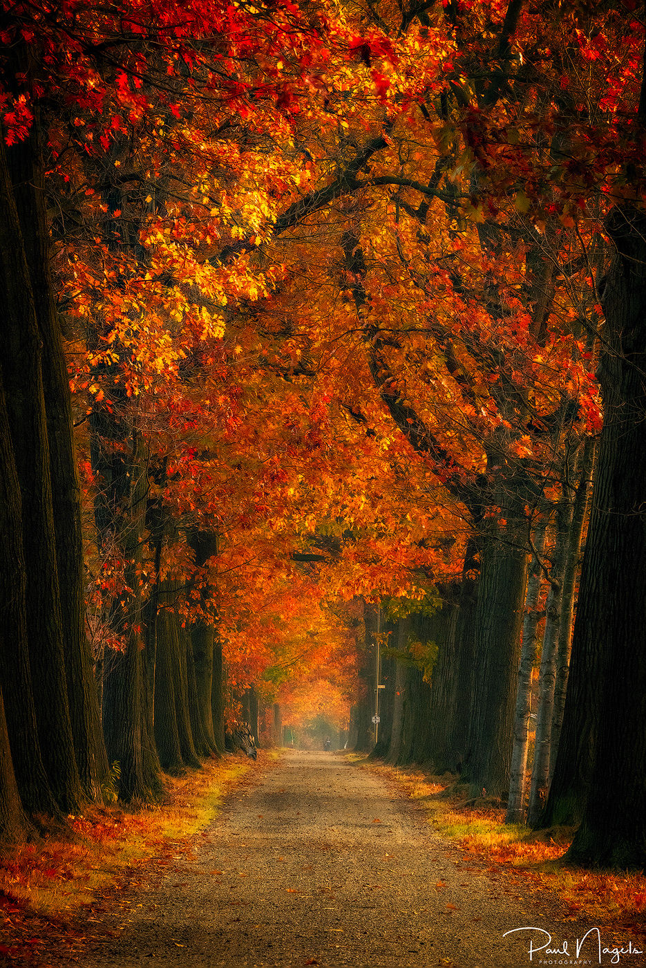 Golden Lane, Netherlands