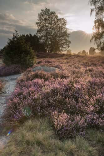 Hannibal‘s grave, Lüneburg Heath