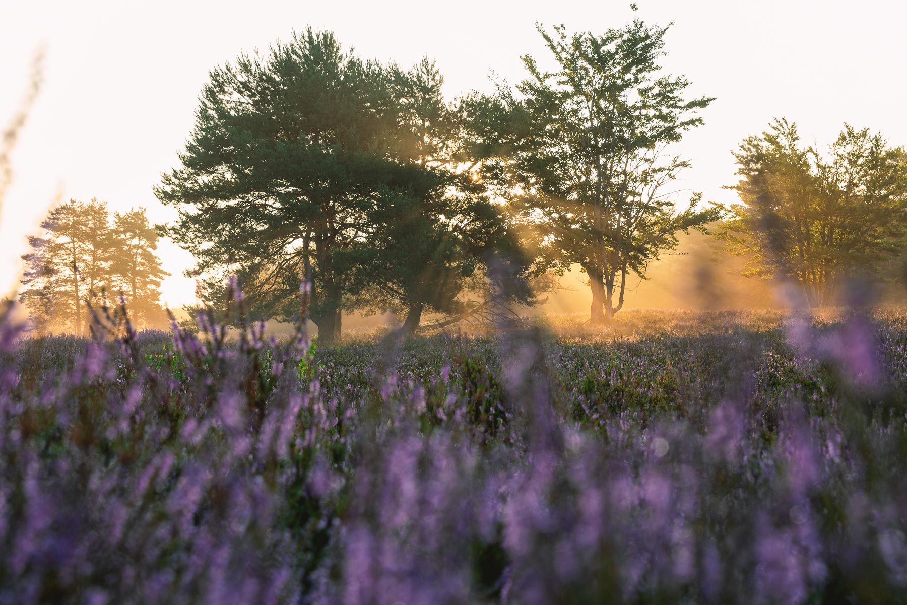 Heathland of Mehlingen, Germany