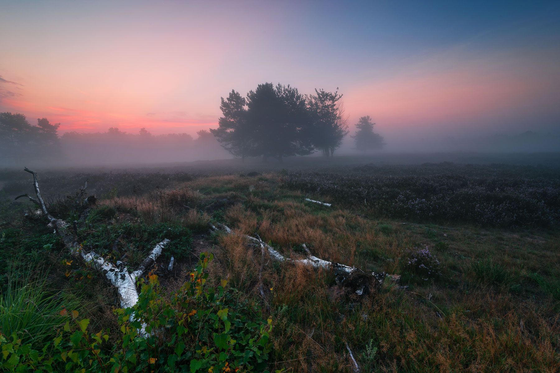 Heathland of Mehlingen, Germany