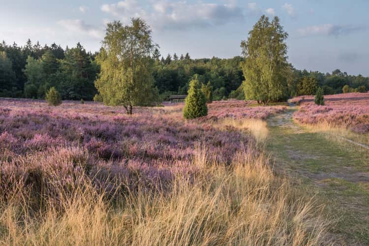 Hermann-Löhns-Weg, Lüneburg Heath