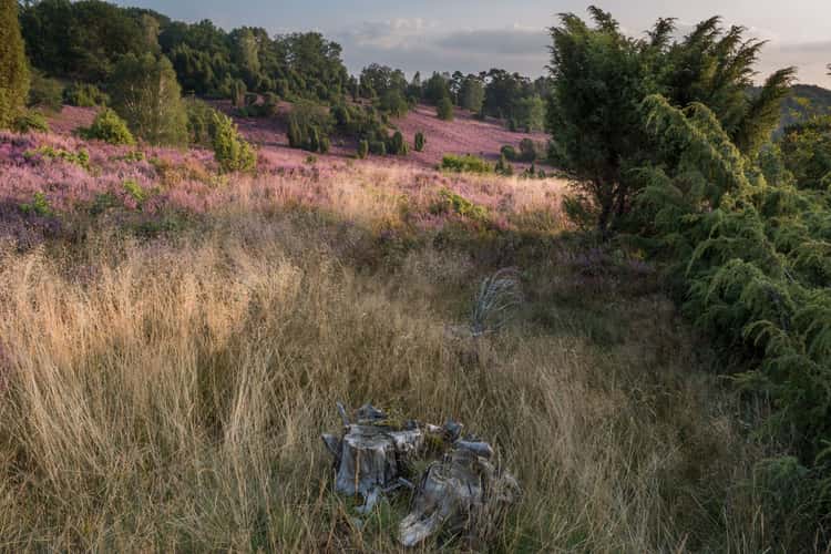 Hermann-Löhns-Weg, Lüneburg Heath