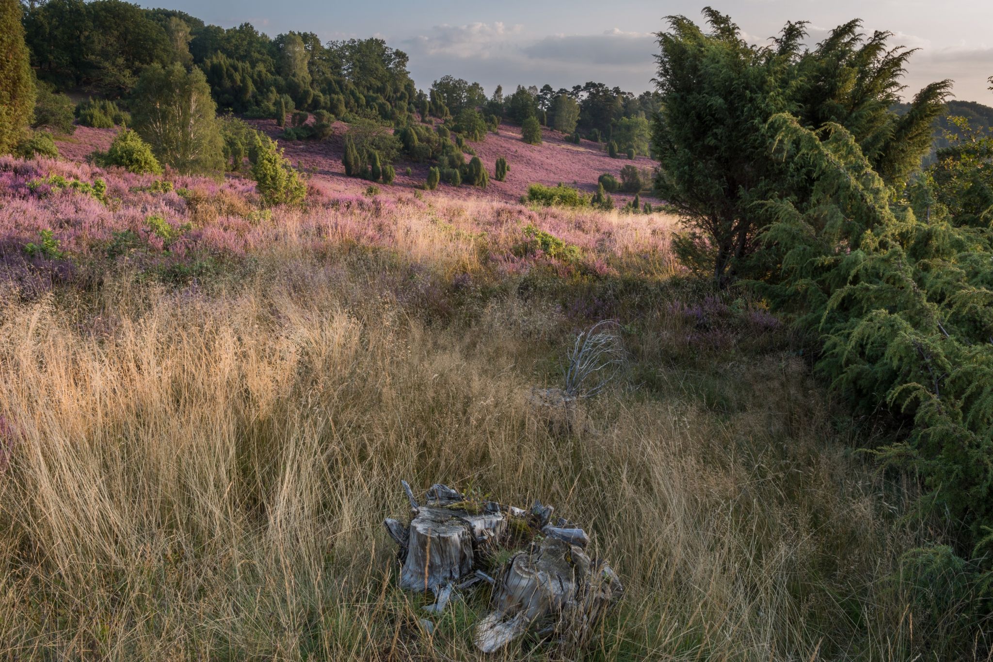 Hermann-Löhns-Weg, Lüneburg Heath, Germany