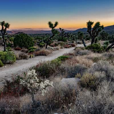 Joshua trees, USA