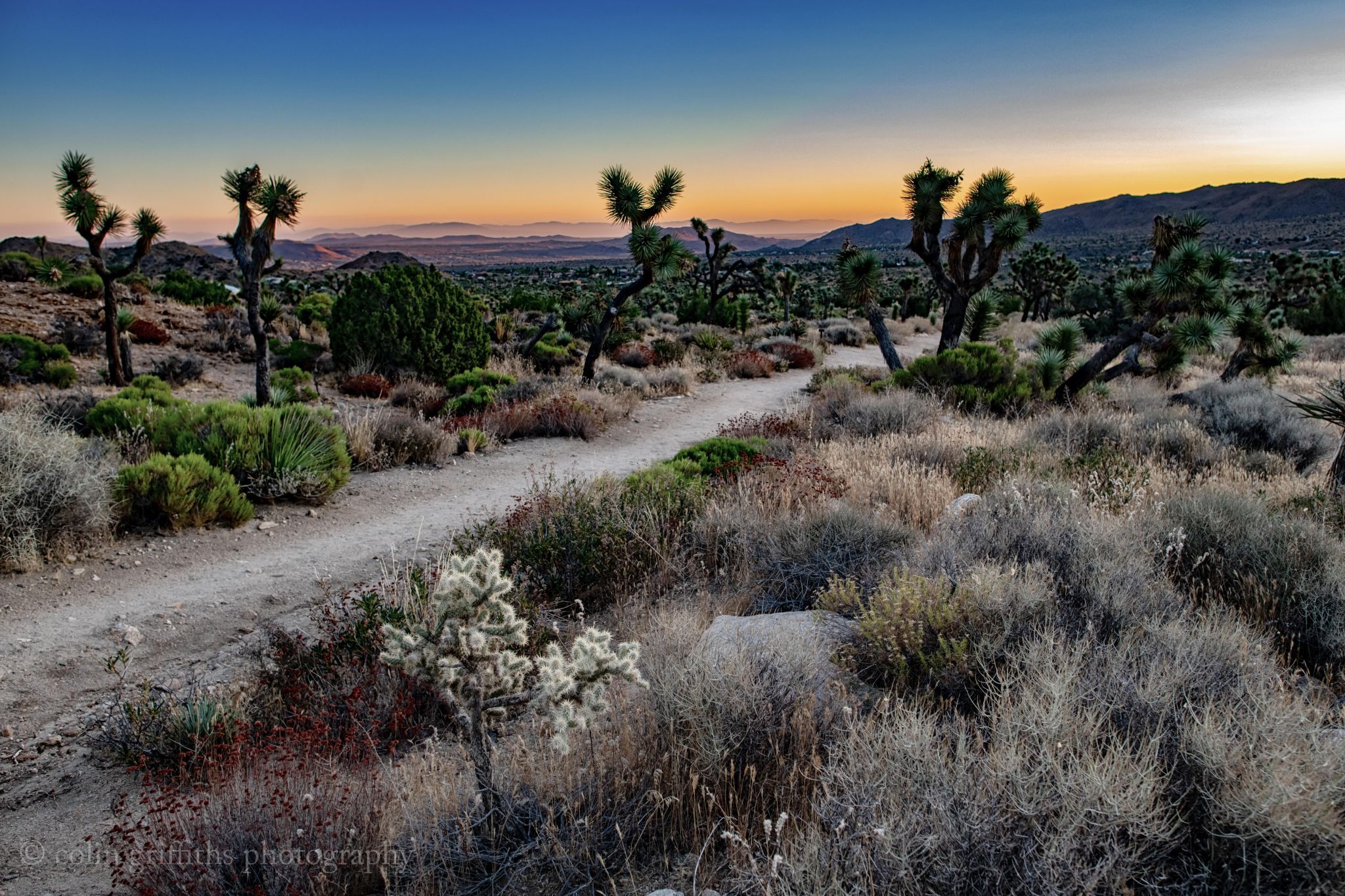 Joshua trees, USA