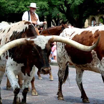 Longhorn Cattledrive in Texas, USA