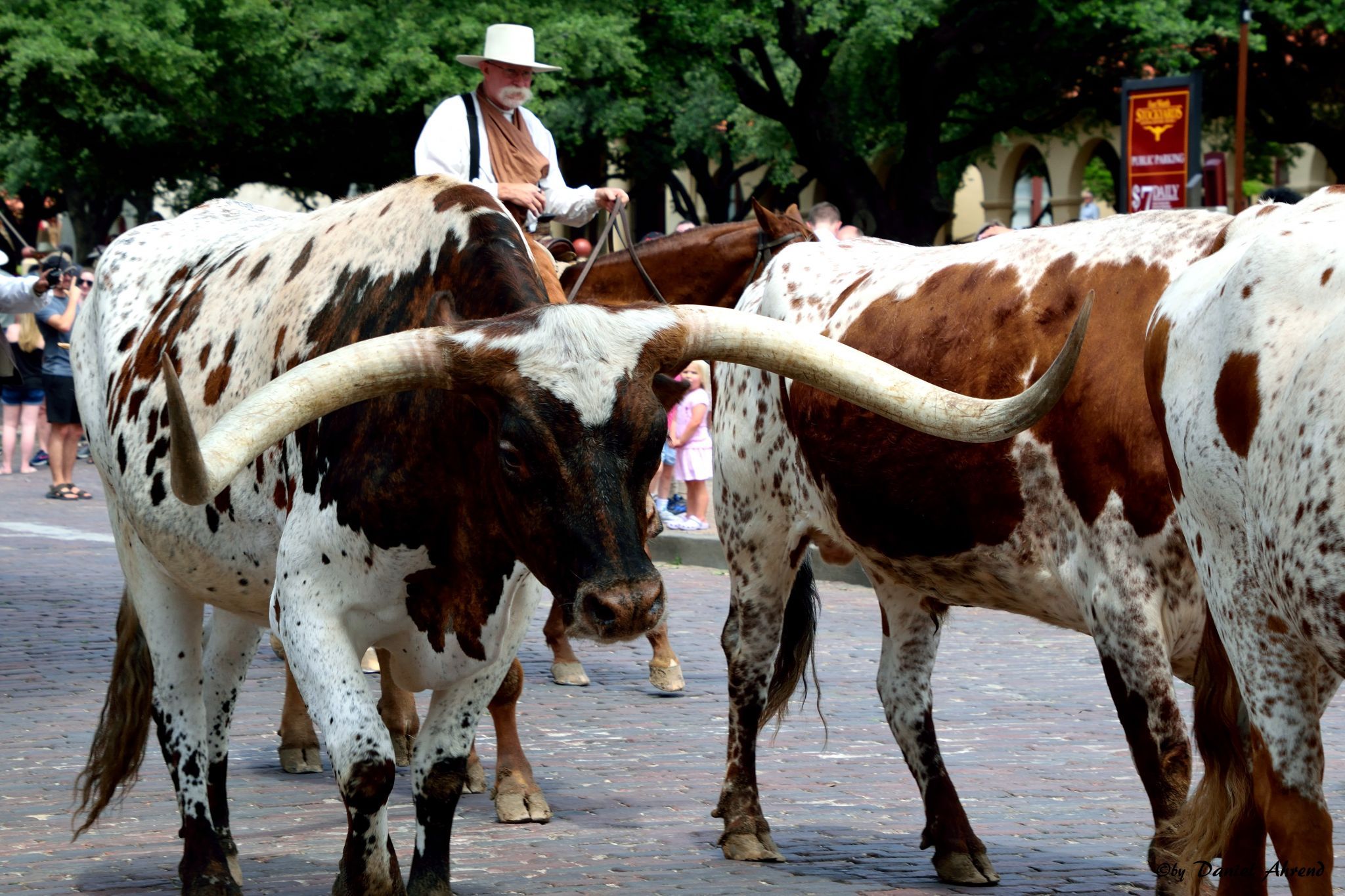 Longhorn Cattledrive in Texas, USA